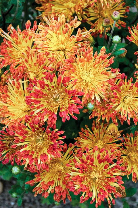 Chrysanthemum | 'Matchsticks'