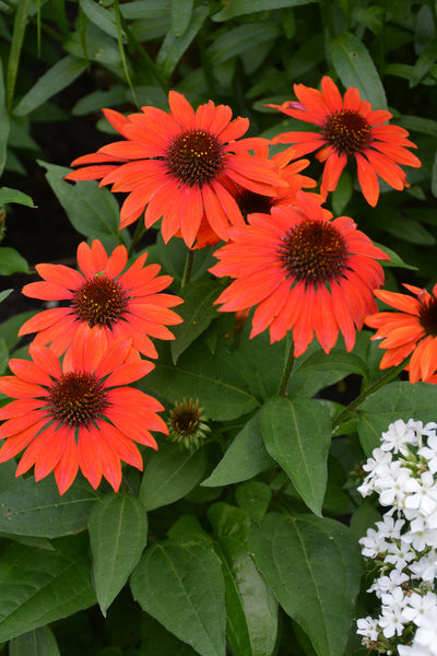 Coneflower, Sombrero Flamenco Orange