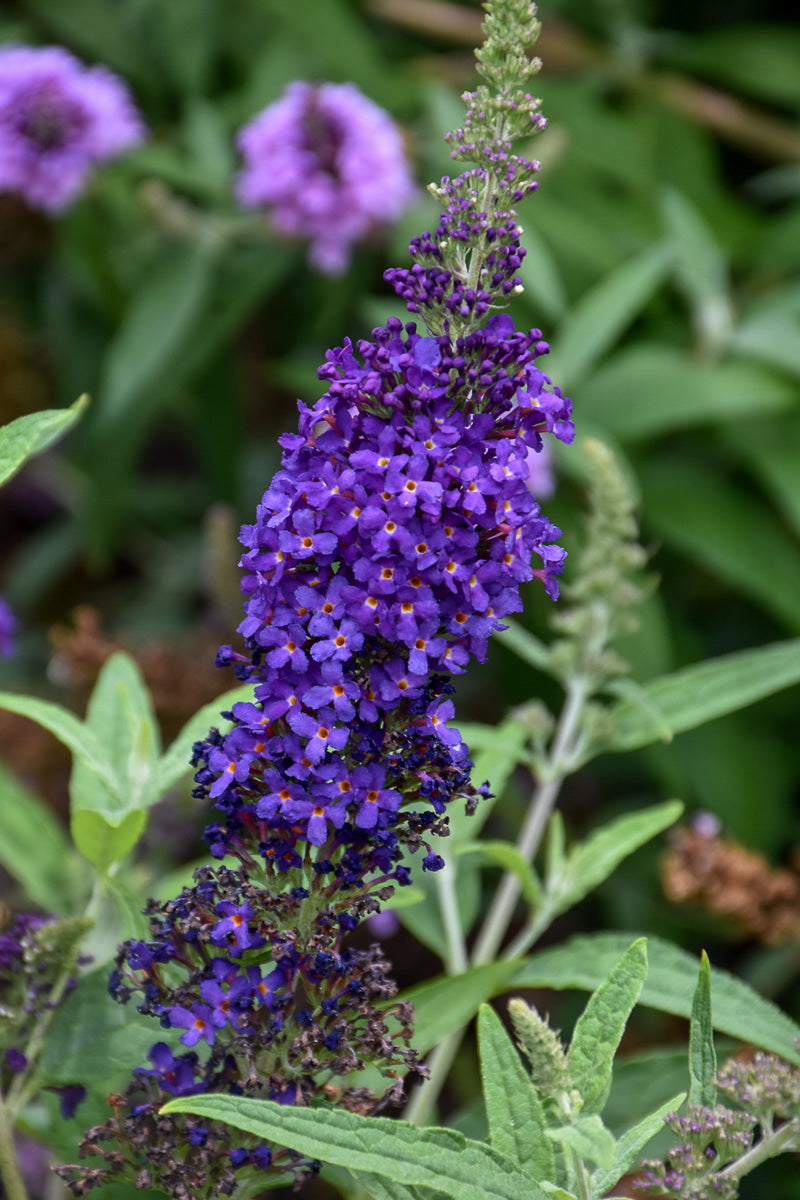 Butterfly Bush, Asian Moon