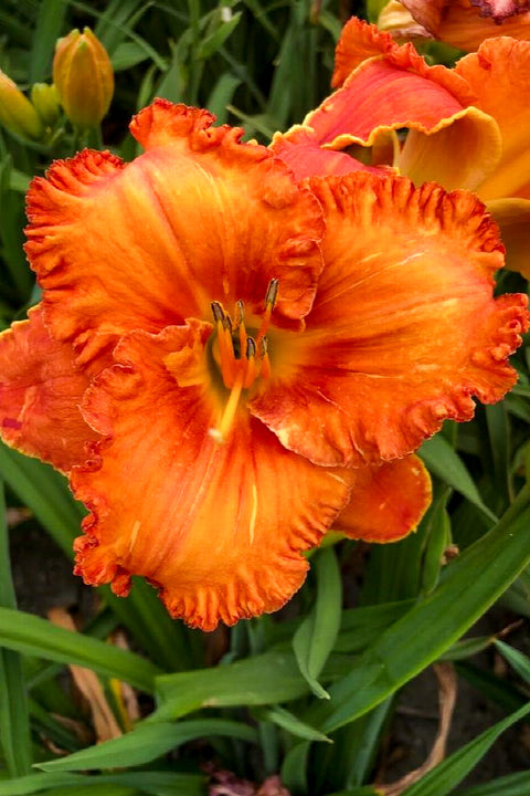 Day Lily, Sunset Skye