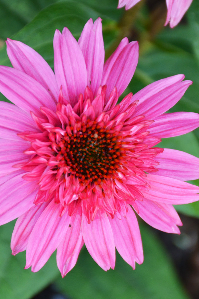 Coneflower, Double Scoop Watermelon