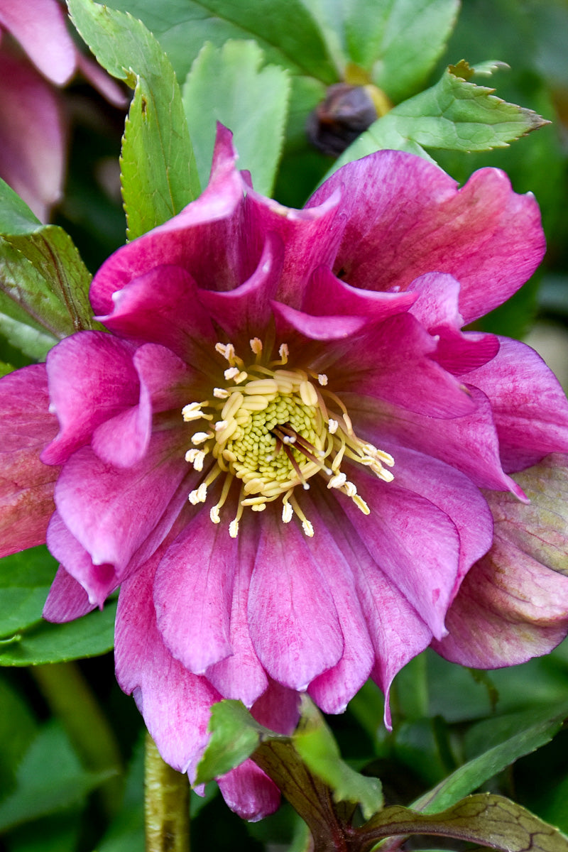 Lenten Rose, Maid of Honor