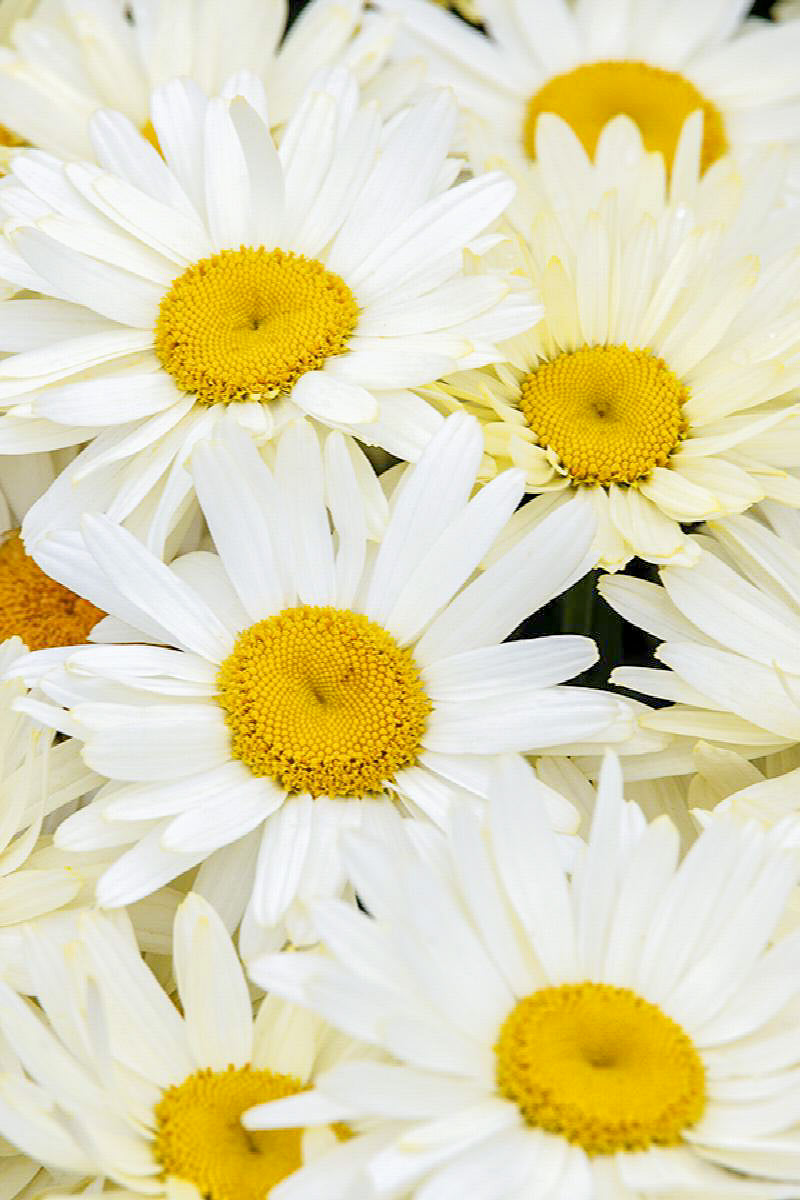Shasta Daisy, Western Star Gemini