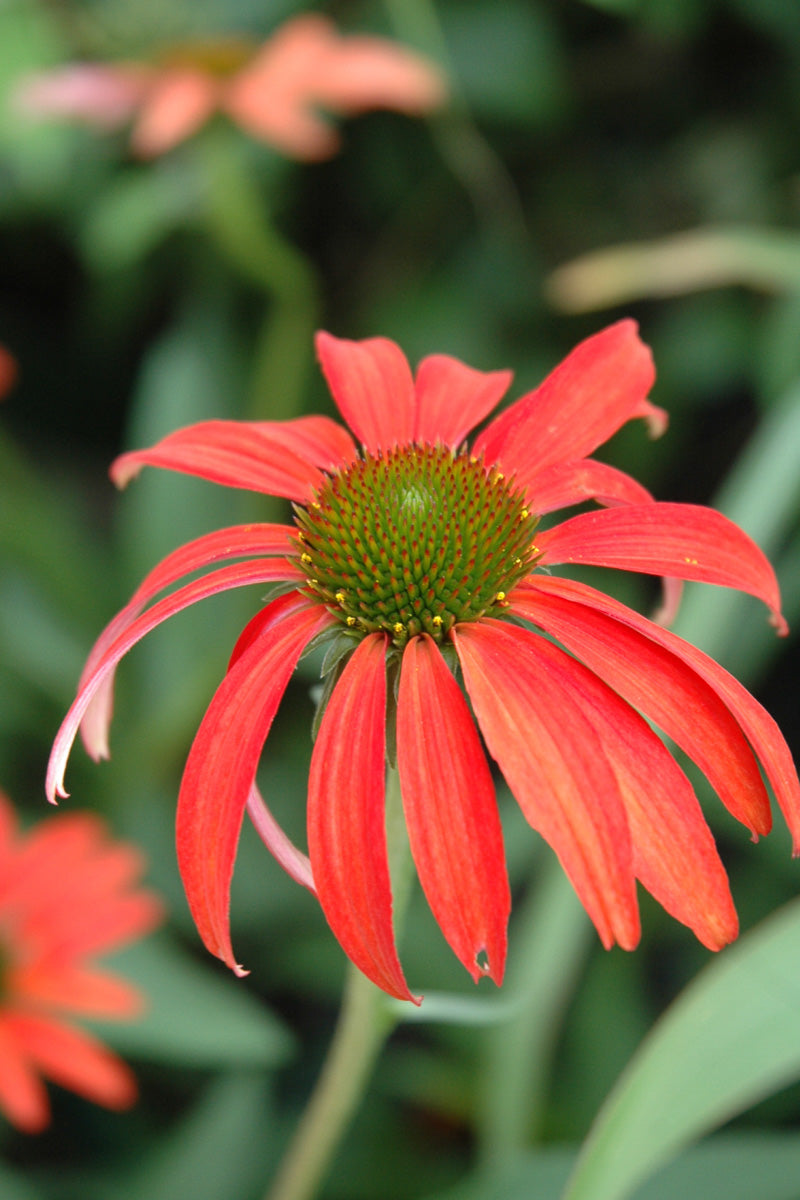 Coneflower, Tomato Soup