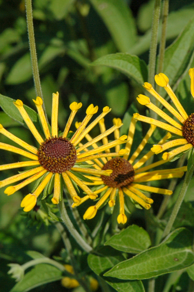 Rudbeckia, Sweet Coneflower