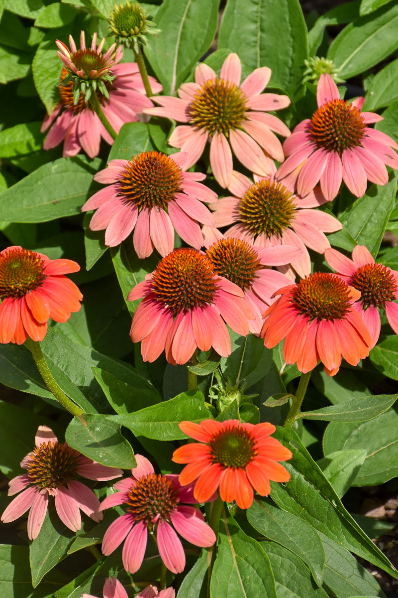 Coneflower, Poco Hot Coral