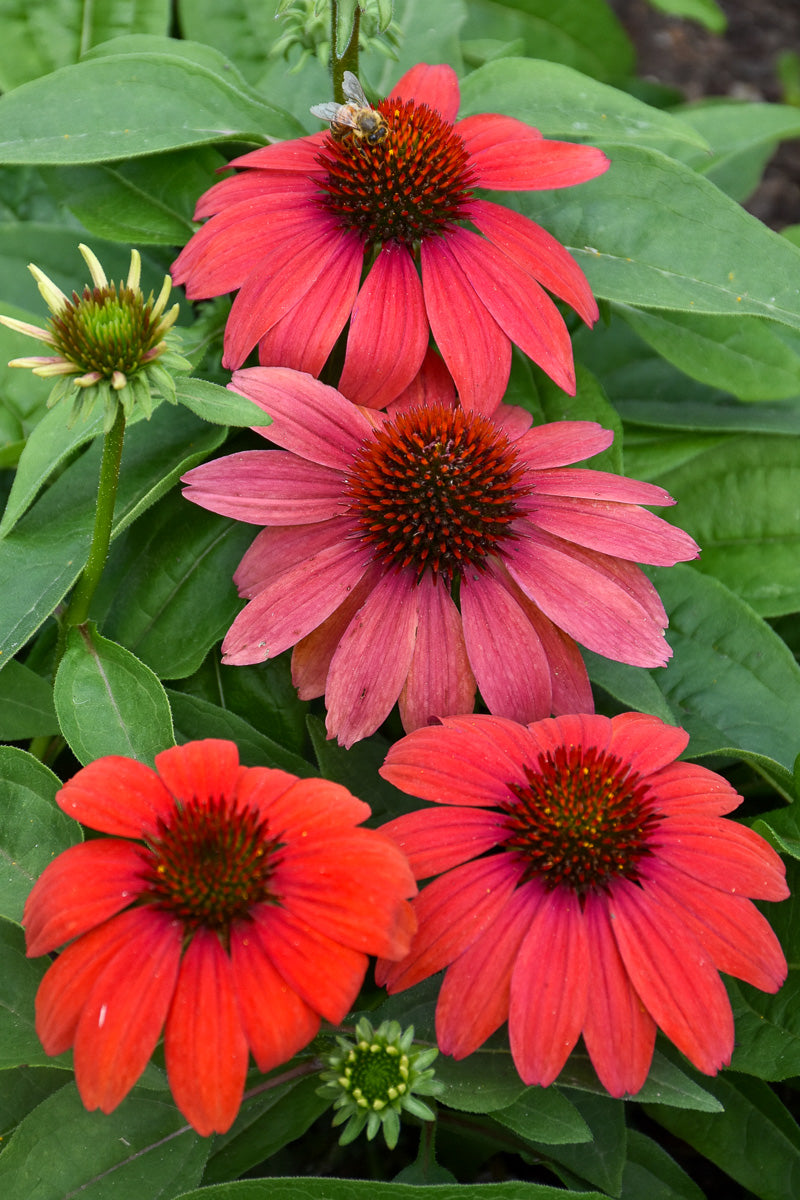 Coneflower, Artisian Red Ombre