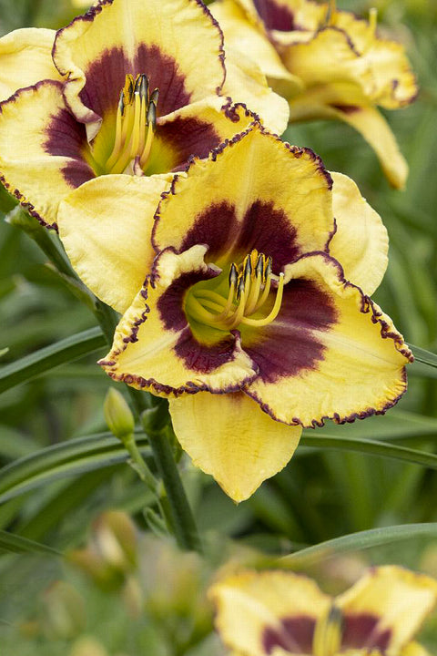 Daylily, Blazing Skye