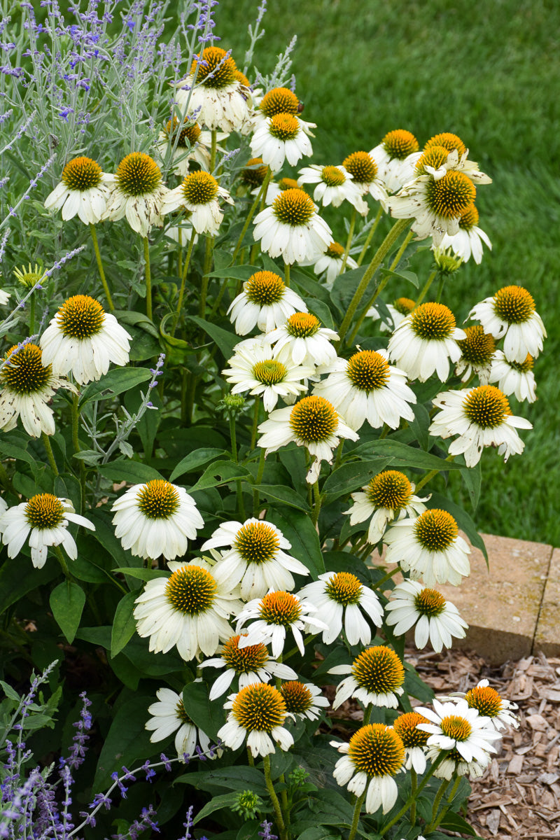 Coneflower, Pow Wow White