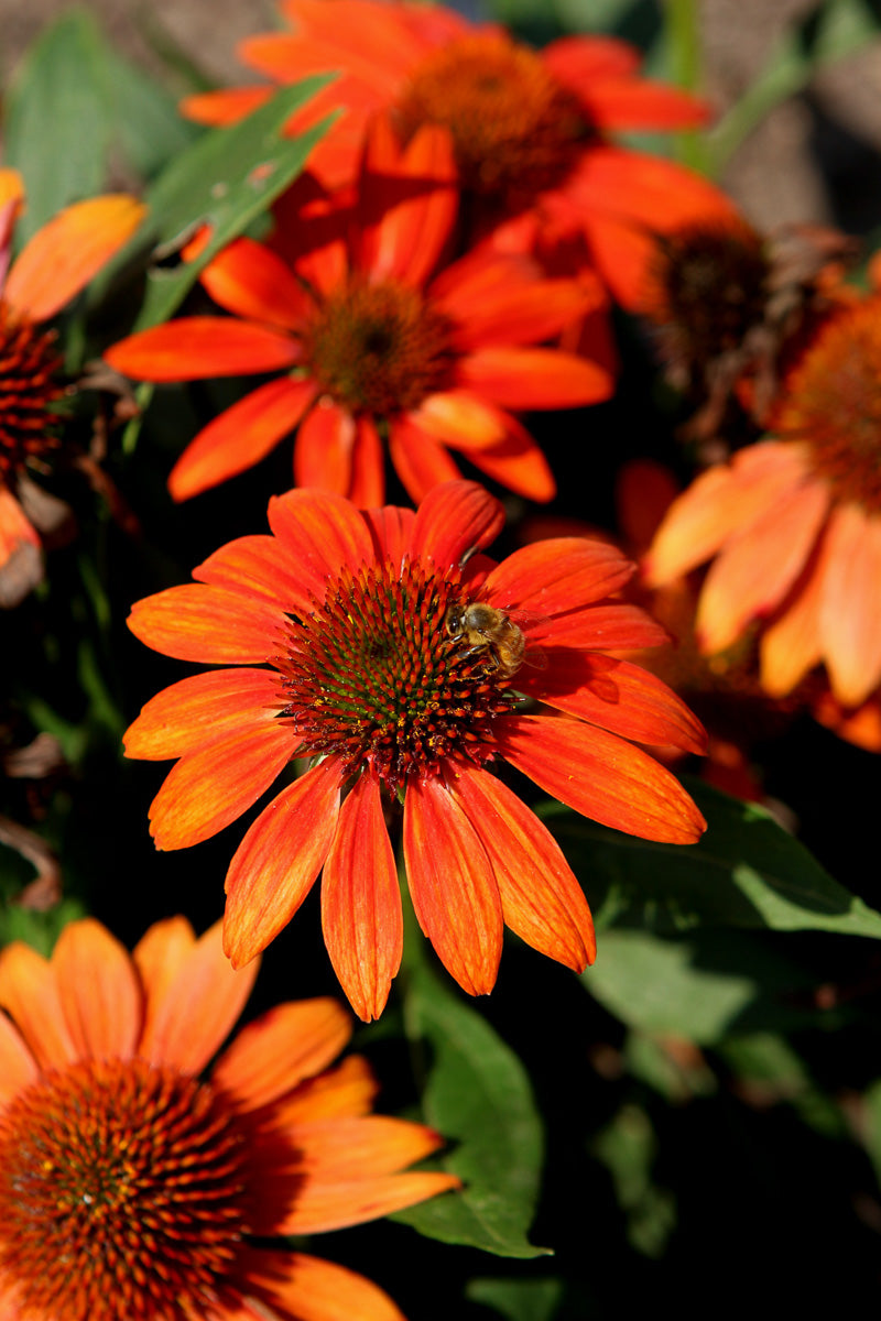Coneflower, Som Fiesta Org