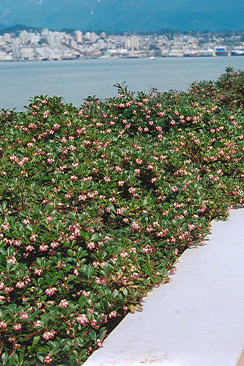 Bearberry, Vancouver Jade