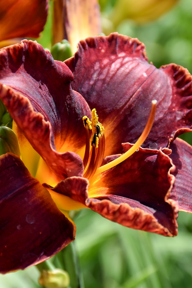 Daylily, Dbl Night Embers