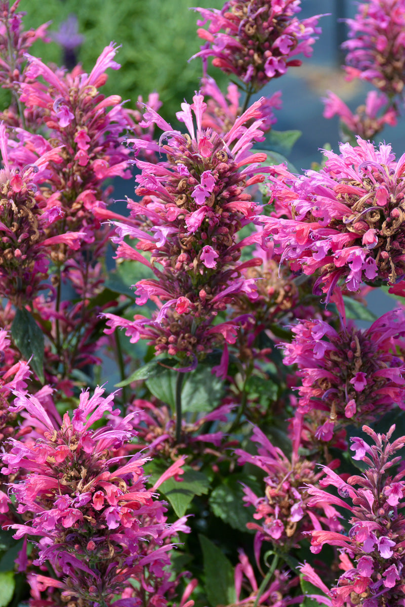 Hummingbird Mint, Morello