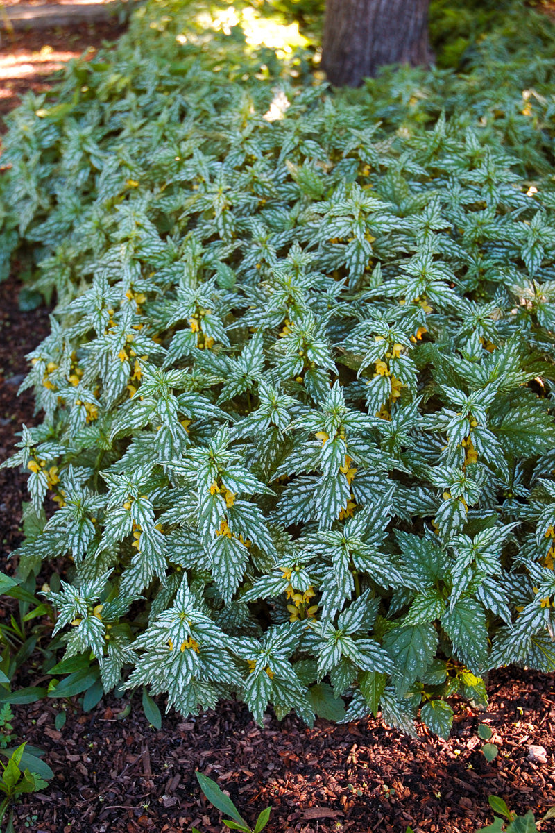 Lamiastrum, Herman'S Pride