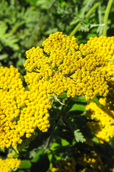 Yarrow, Coronation Gold