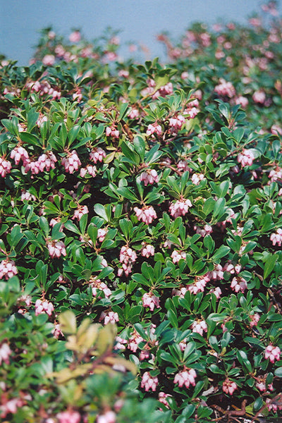 Bearberry, Vancouver Jade