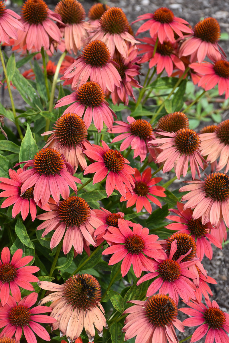 Coneflower, Prima Ruby