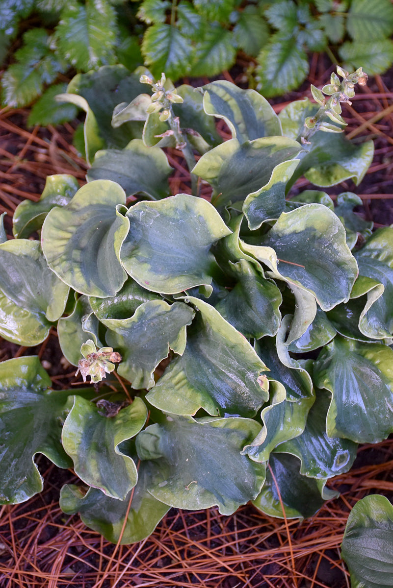 Hosta, School Mouse