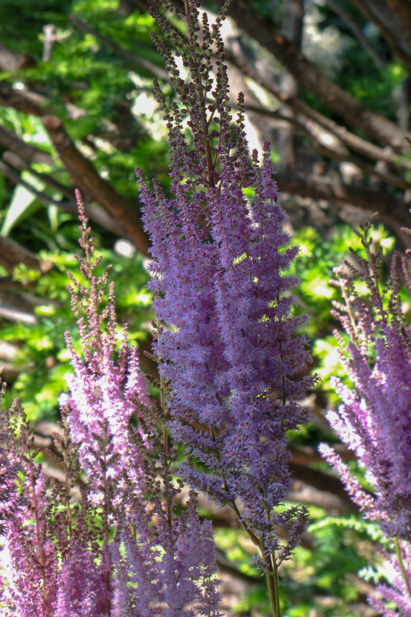 Astilbe Purple Lance