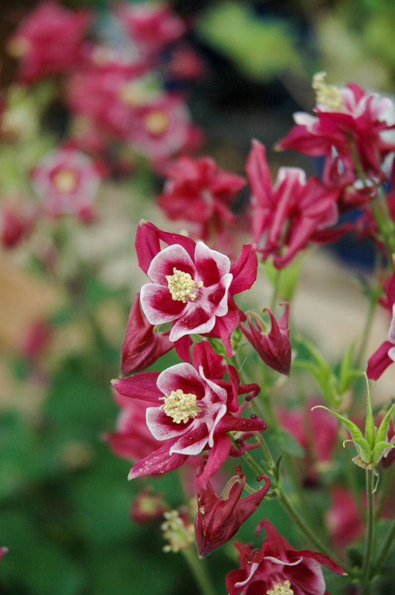 Columbine, Winky Red/Wt
