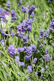 Lavender, Thumbelina Leigh