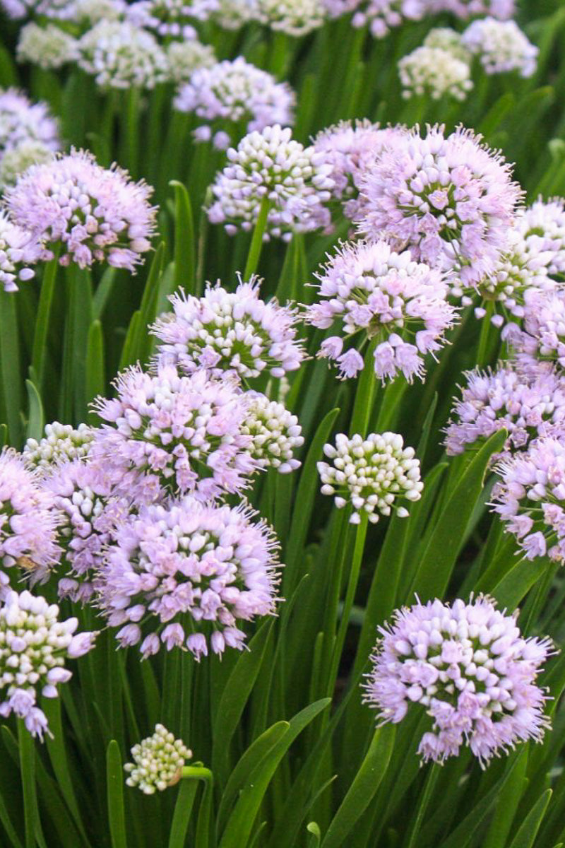 Allium, Summer Peek-A-Boo