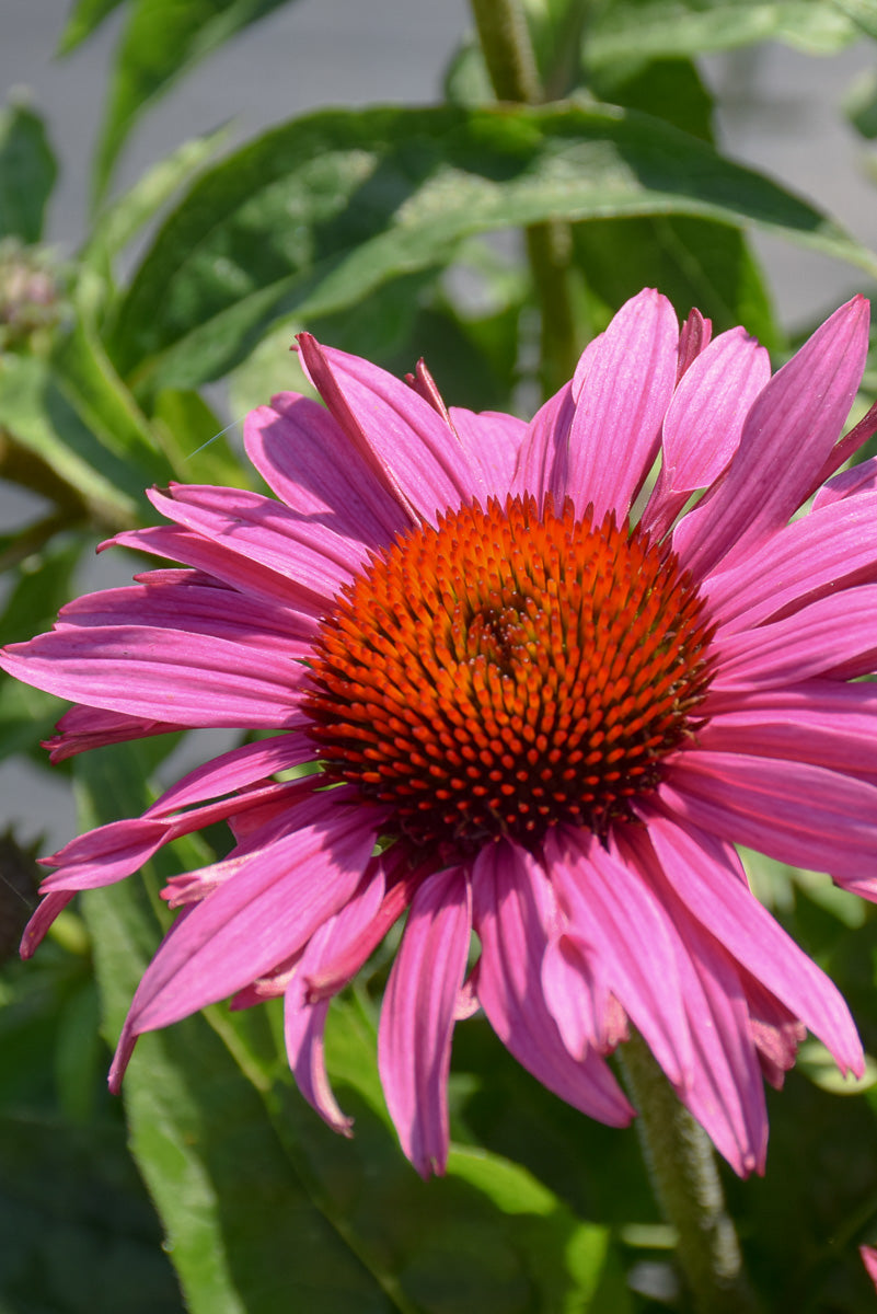 Coneflower, Prairie Splendor Compact Dark Rose