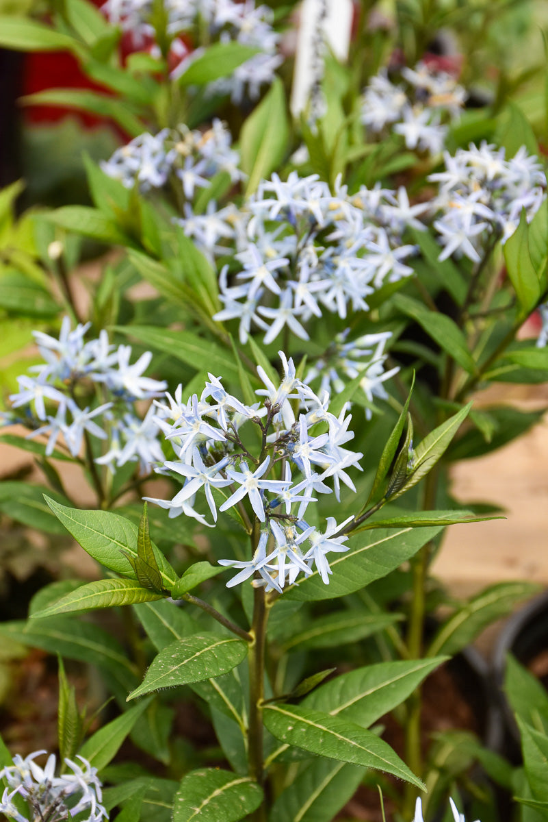 Amsonia, Starstruck