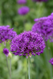 Allium, Purple Sensation