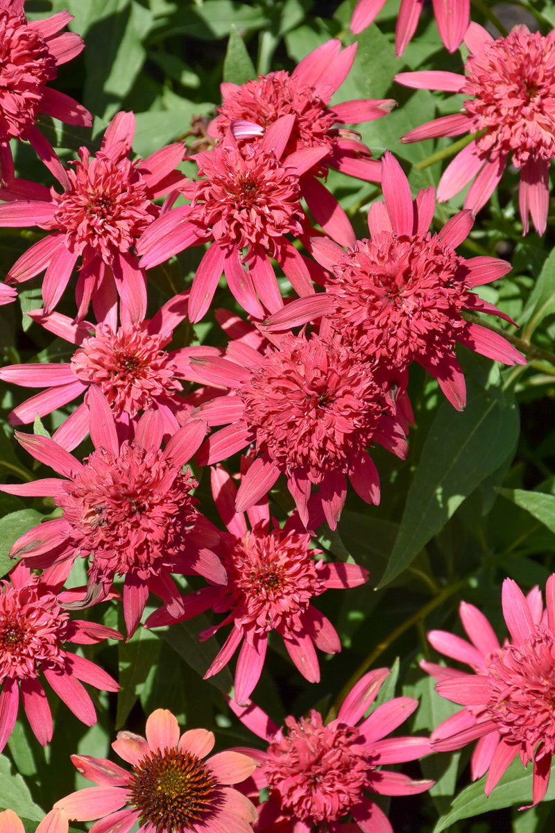 Coneflower, Double Scoop Raspberry