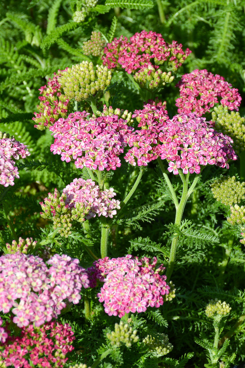 Yarrow, Desert Eve Deep Rose