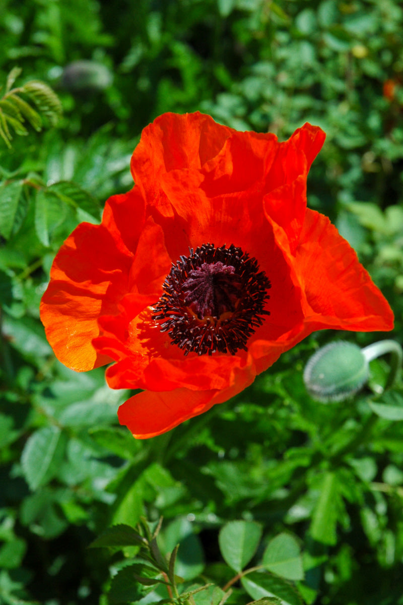 Poppy, Orient Allegro