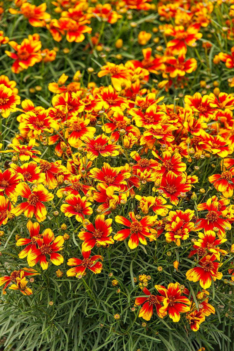 Threadleaf Coreopsis, Sunstarter Orange