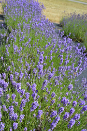Lavender, Hidcote Blue