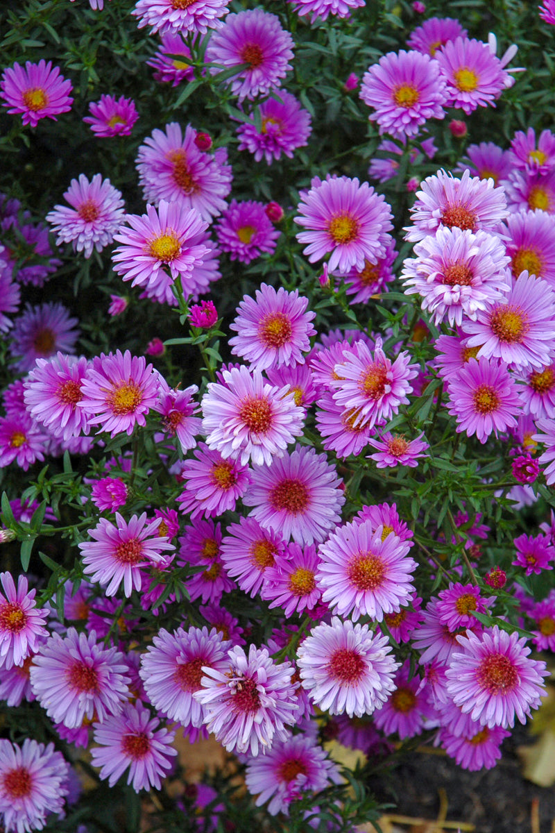 Aster, Purple Dome