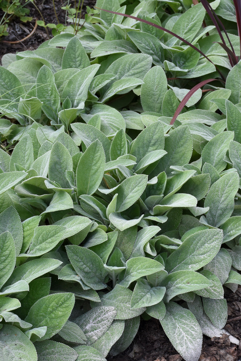 Lamb's Ears, Helen Von Stein