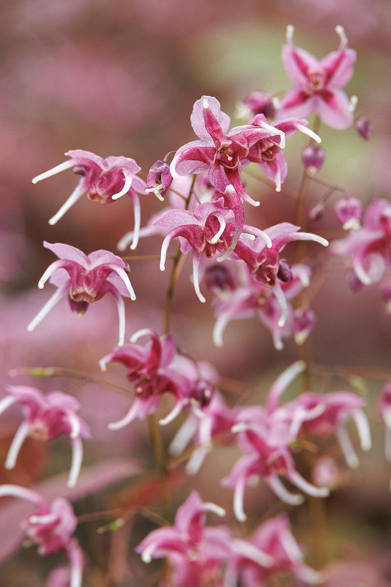 Epimedium Pretty In Pink