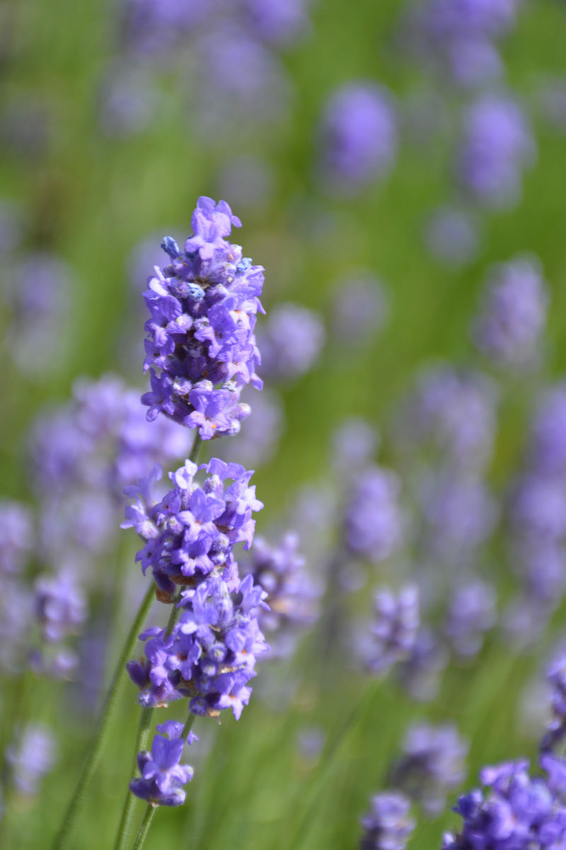 hidcote purple lavender plant Lavender, Hidcote Blue – Chalet