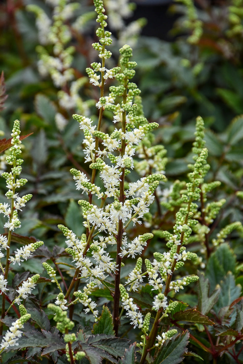 Astilbe, Happy Spirit