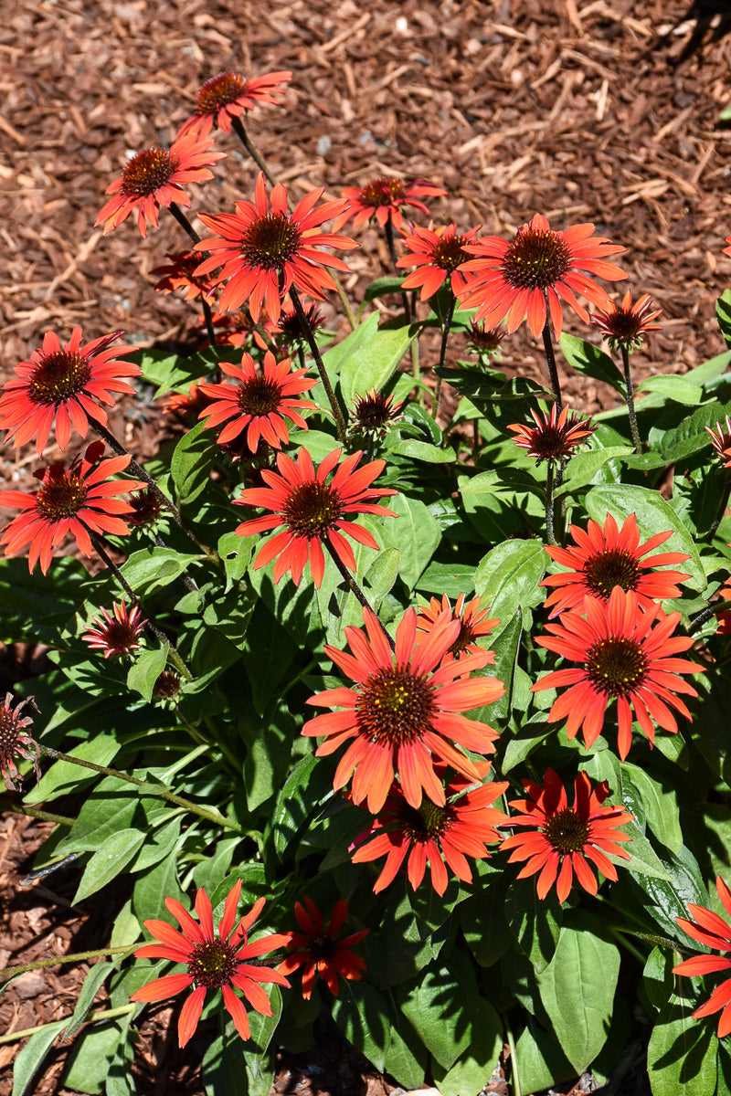 Coneflower, Evolution Fiesta