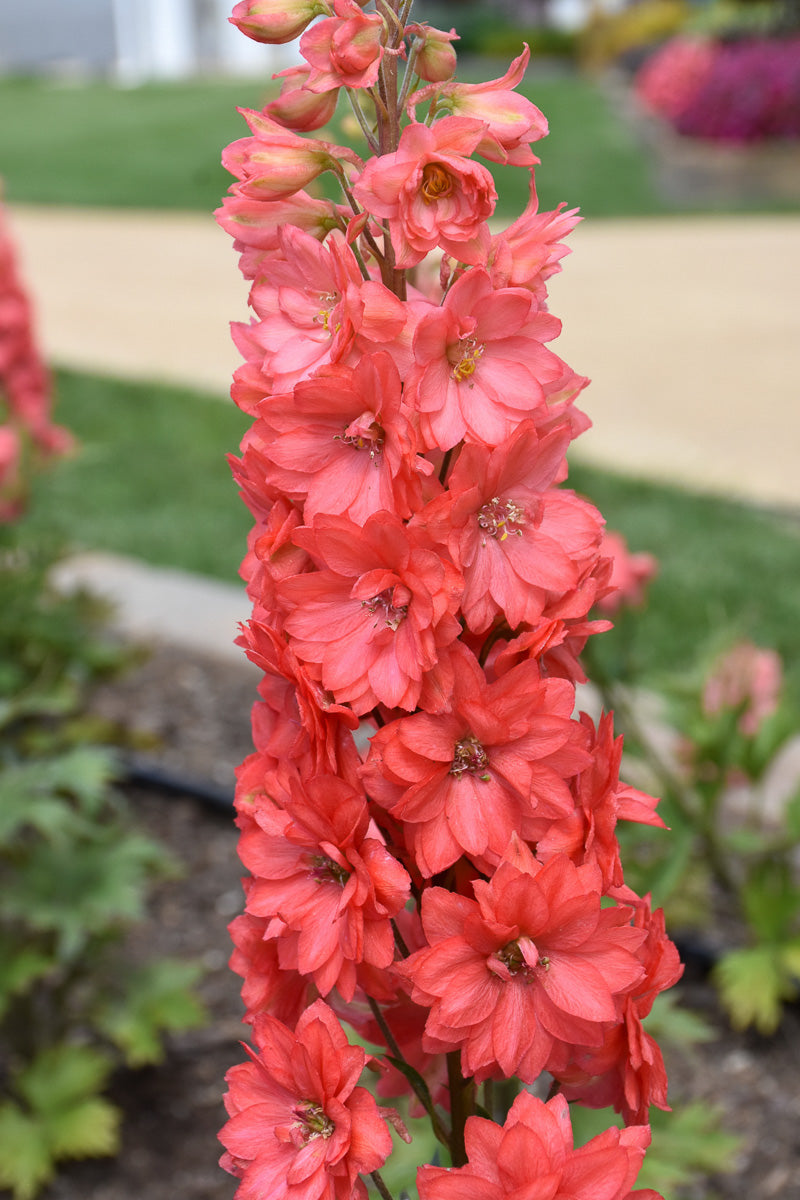 Delphinium, Red Lark