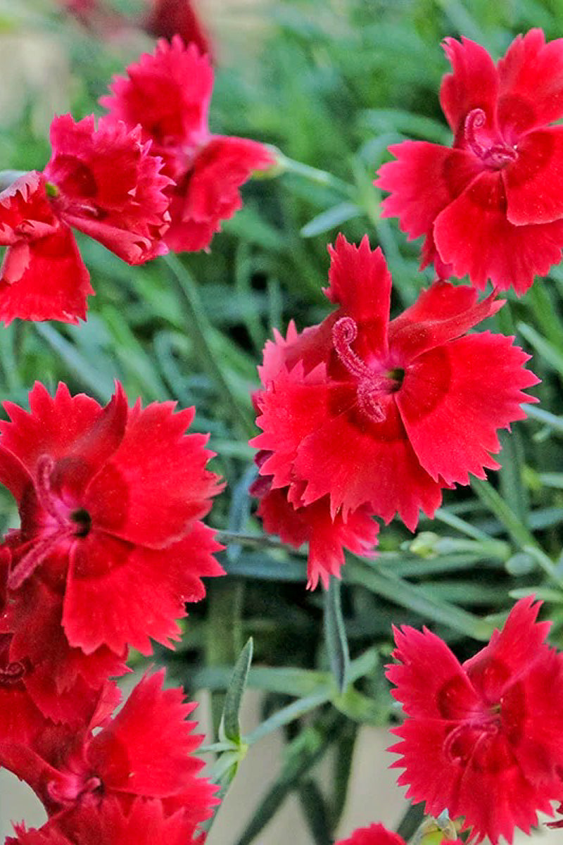Garden Pinks, Single Star Fire Star Imperial
