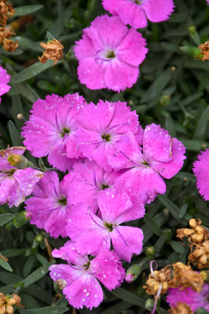 Dianthus, Paint Fuchsia