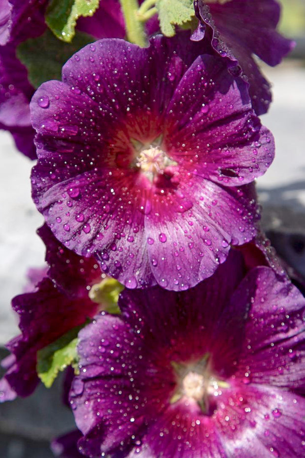 Hollyhocks, Spotlight Purple Rain