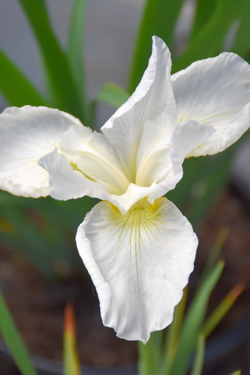 Iris, Swan in Flight