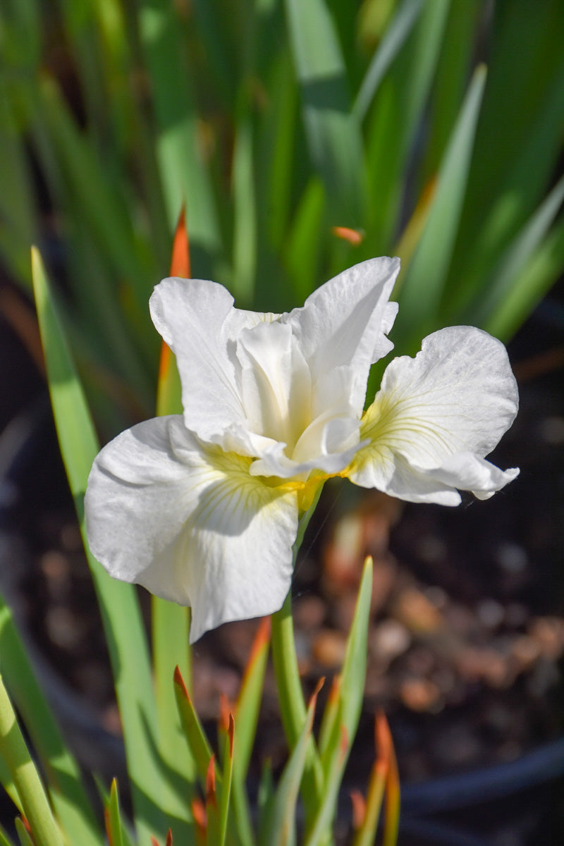 Iris, Swan in Flight