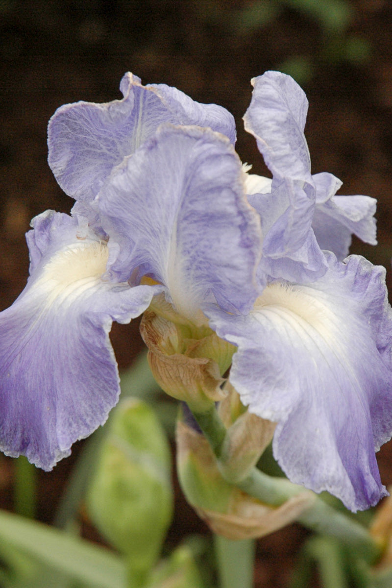 Iris, Victoria Falls