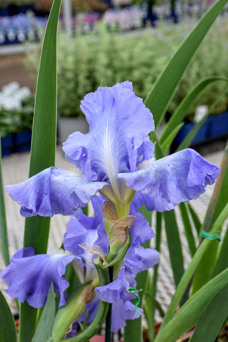 Iris, Victoria Falls