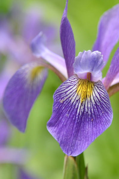 Iris, Purple Flame