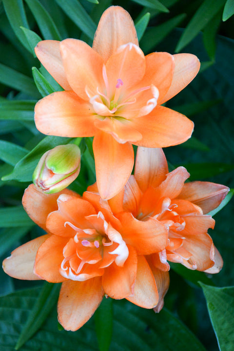 Asiatic Lily, Looks Tiny Double You